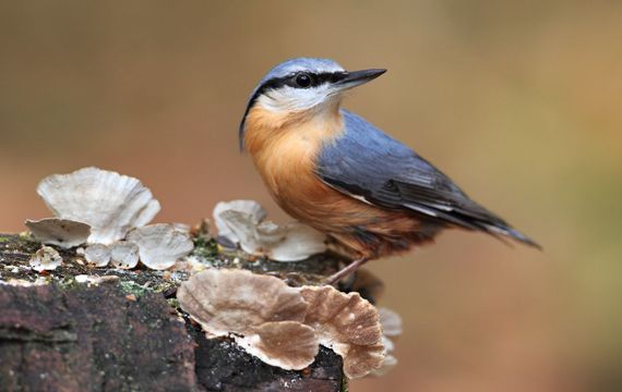 Boomklever / Koos Dansen