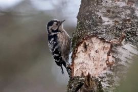 Kleine bonte specht 