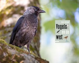 vogels en de wet