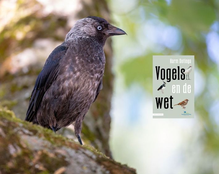 vogels en de wet