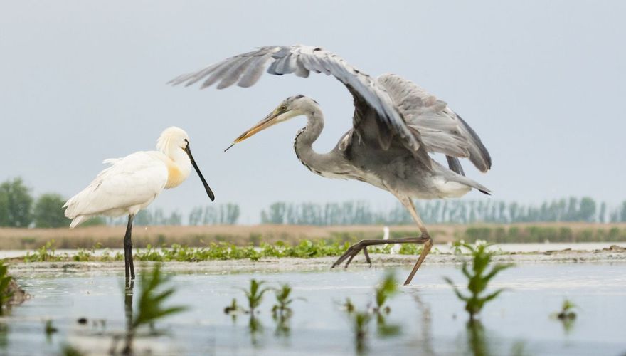 Lepelaar en blauwe reiger / Marc Guyt - AGAMI