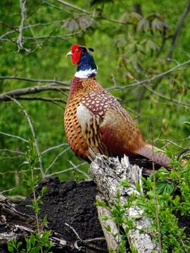 Op de uitkijk naar de Liefde
