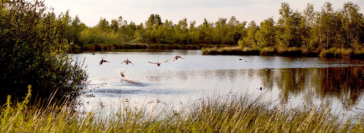 Eenden in De Peel / Shutterstock