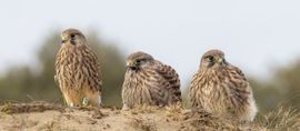 Drie jonge torenvalken