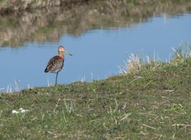 Grutto in de polder
