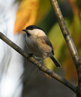 Plotse verschijning.