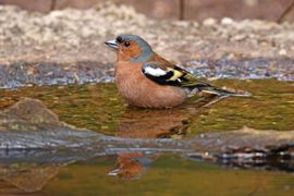 Vink in het water