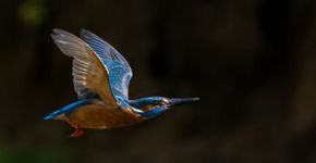 IJsvogel / Shutterstock