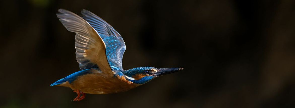 IJsvogel / Shutterstock