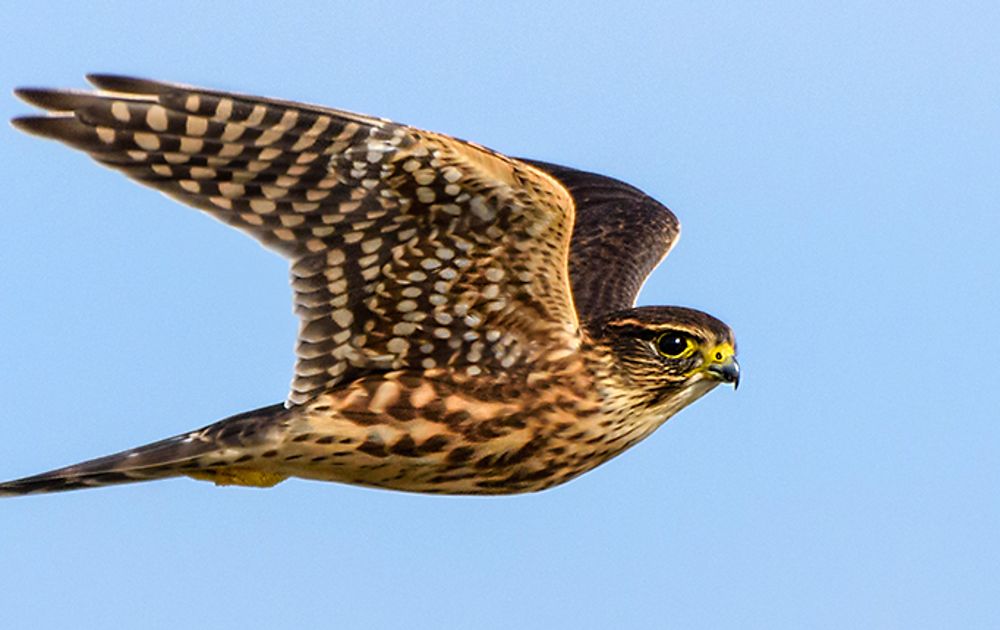 Politieagent strottenhoofd maandelijks De kleinste valk van allemaal: het smelleken | Vogelbescherming