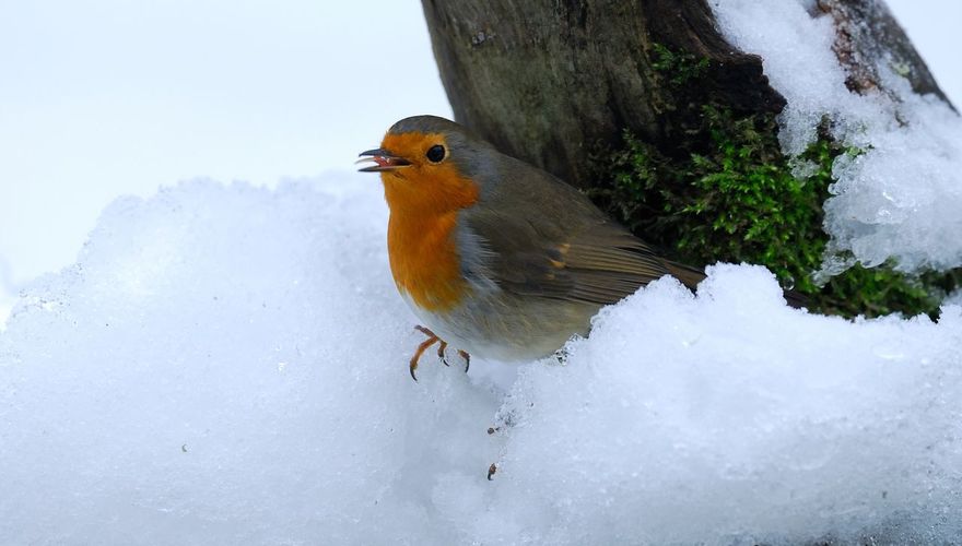 Roodborst / Jelle de Jong