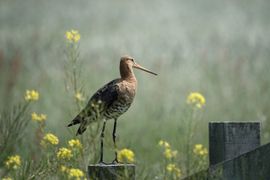 Grutto tussen het koolzaad