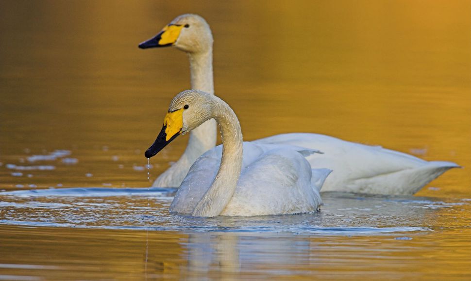 Wilde zwaan / Agami