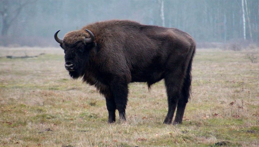 Wisent / Gerard van Aalst