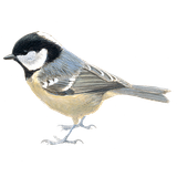 Zwarte mees / Elwin van der Kolk