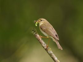 Snaveltje vol met “lekkers”