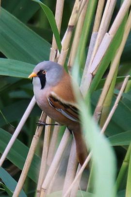 Verborgen in het riet