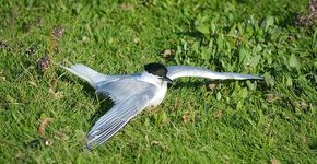 Vogelgriep grote sterns op Texel / Rene Pop