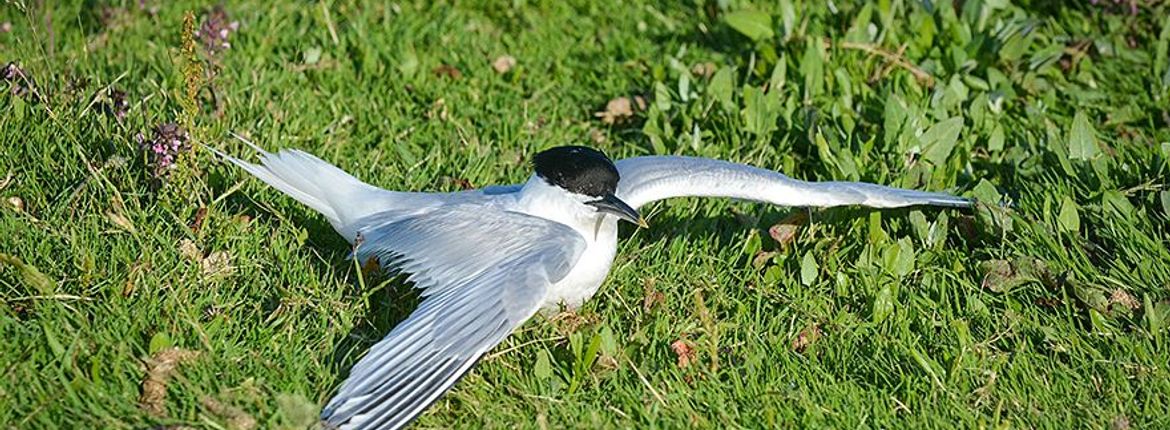 Vogelgriep grote sterns op Texel / Rene Pop