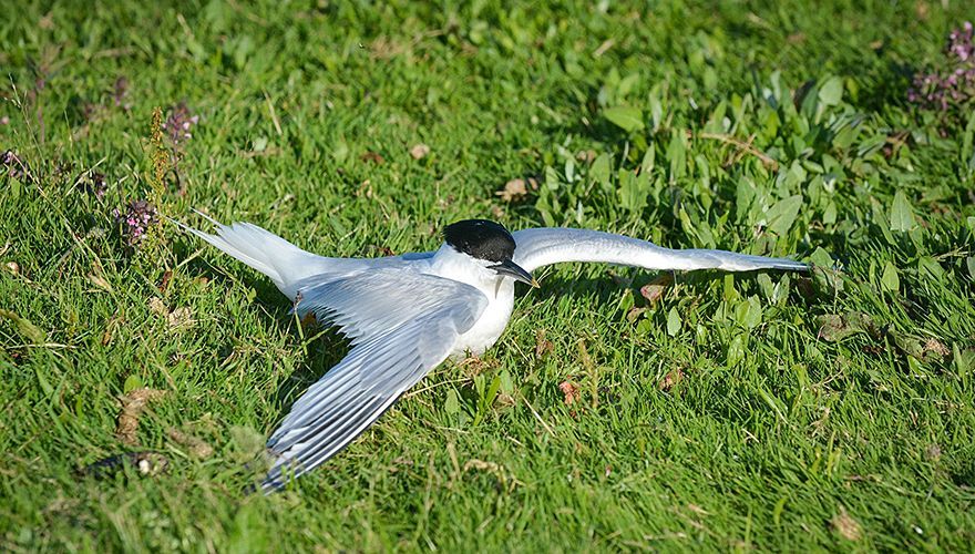 Vogelgriep grote sterns op Texel / Rene Pop