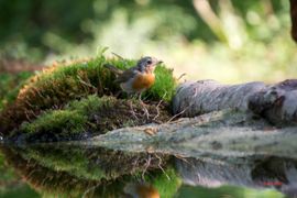 Roodborst op zoek naar een lekker hapje