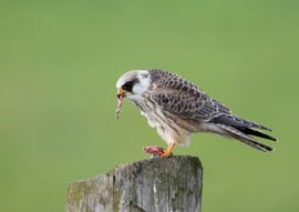 Smakelijk eten