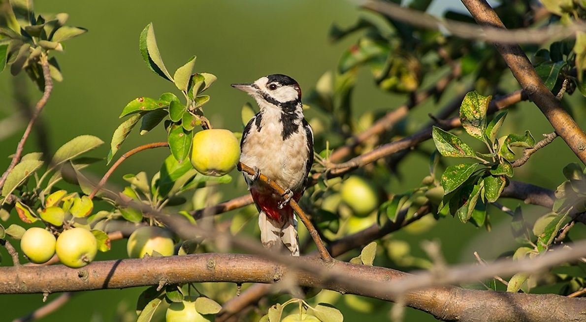 Grote bonte specht  appelboom /  Shutterstock