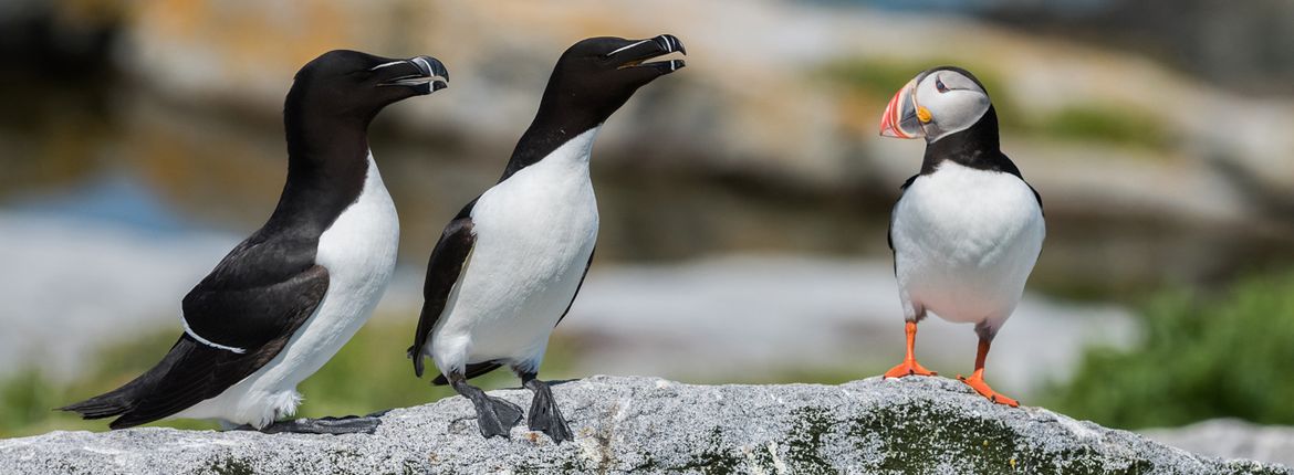 Alk en papegaaiduiker / Shutterstock