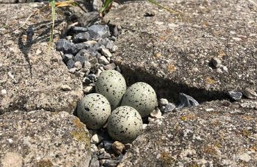 Nest bontbekplevier Oosterschelde / Wilco Jacobusse