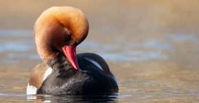 Krooneend / Nick van den Berg