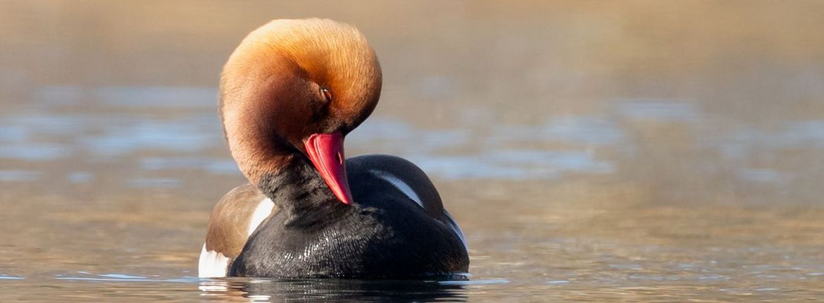 Krooneend / Nick van den Berg