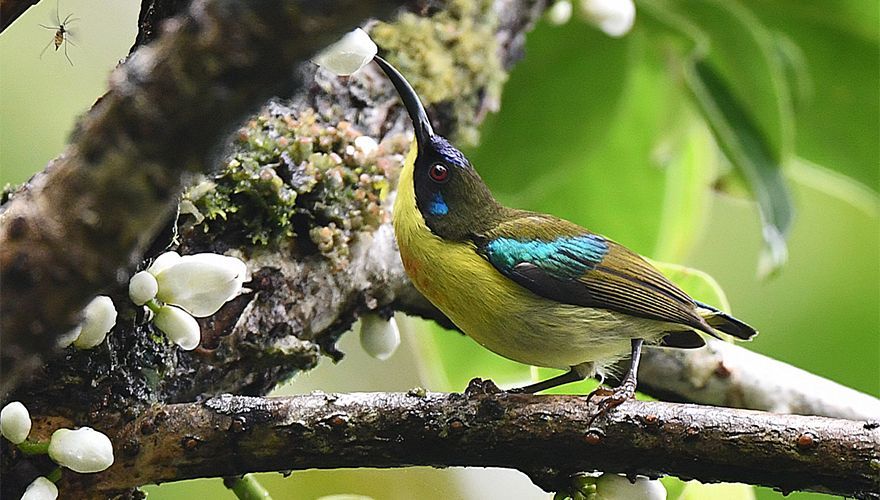 Metallic-winged-Sunbird - Laurens Steijn AGAMI