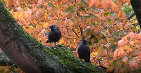 Videostill SM herfst21 vogelgroepen