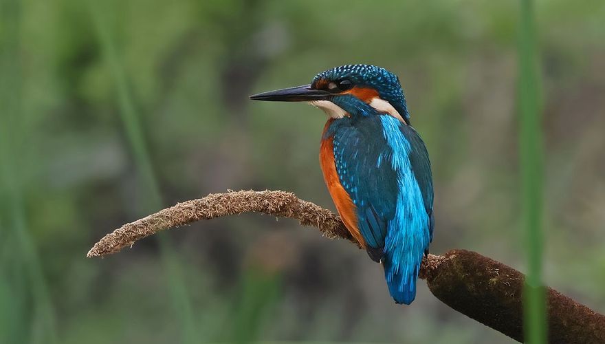 IJsvogel / Ruwan Aluvihare