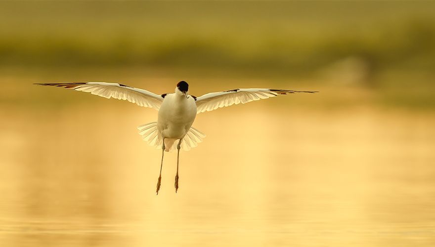 Kluut / Richard Kalkman, Fotogalerij