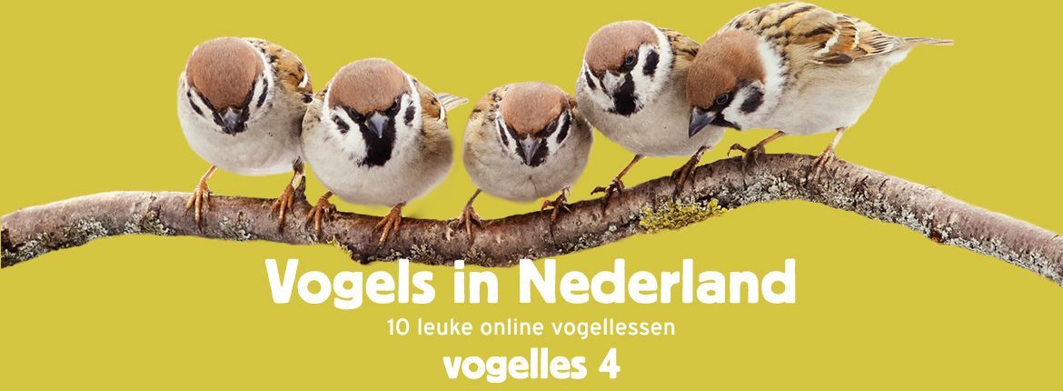 Header Vogels in Nederland