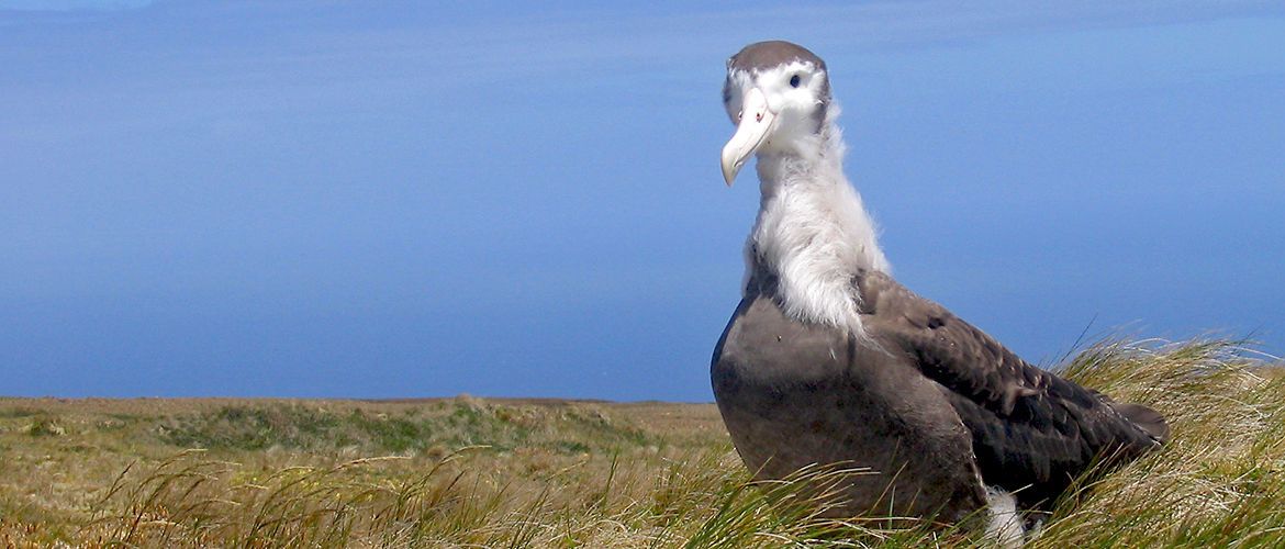 Amsterdam albatros / Mathieu Authier