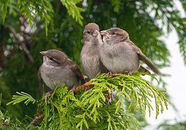 Jonge huismussen / Paul Sinnema - Vogelweb