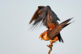 Ochtendgymnastiek