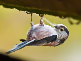 Nestmateriaal verzamelen.