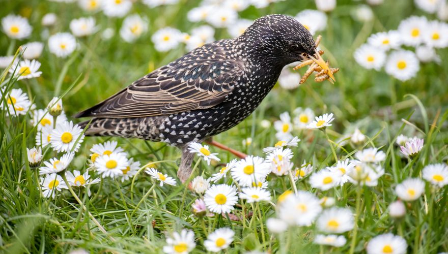 Spreeuw met insecten / Shutterstock