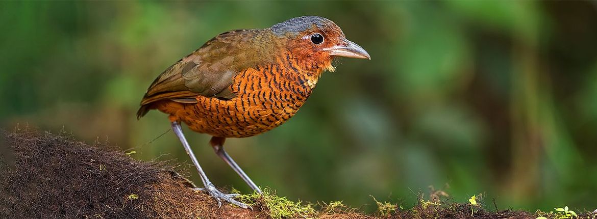 Reuzenmierpitta / Shutterstock