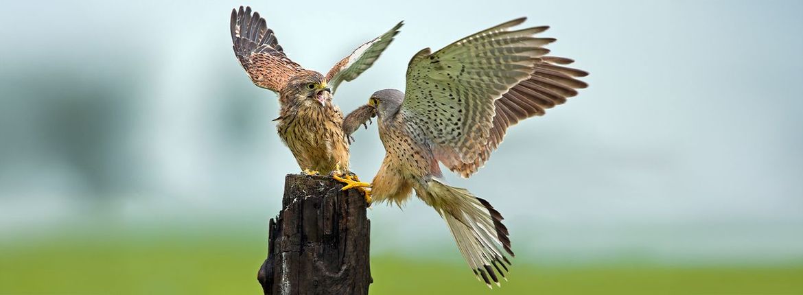 Torenvalk / Shutterstock