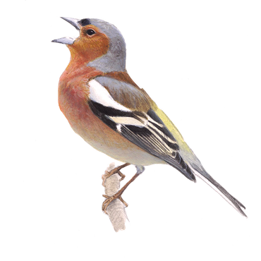 Vink Vogelbescherming