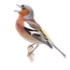 Vink