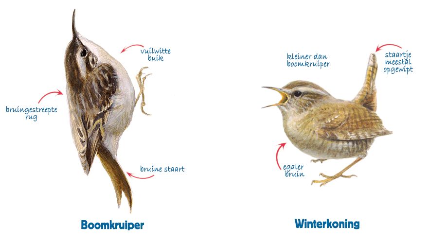 Infographic boomkruiper - winterkoning