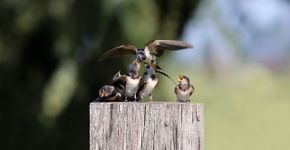 Boerenzwaluw / Janet Gerbens Bos