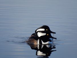 De Kokardezaagbek zwemt synchroon 