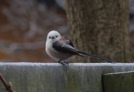 Zo schattig, zo lief