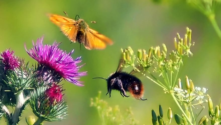 Insect vlinder / Pixabay